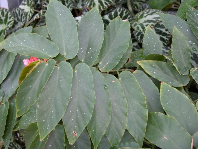 B. ‘Elithe’